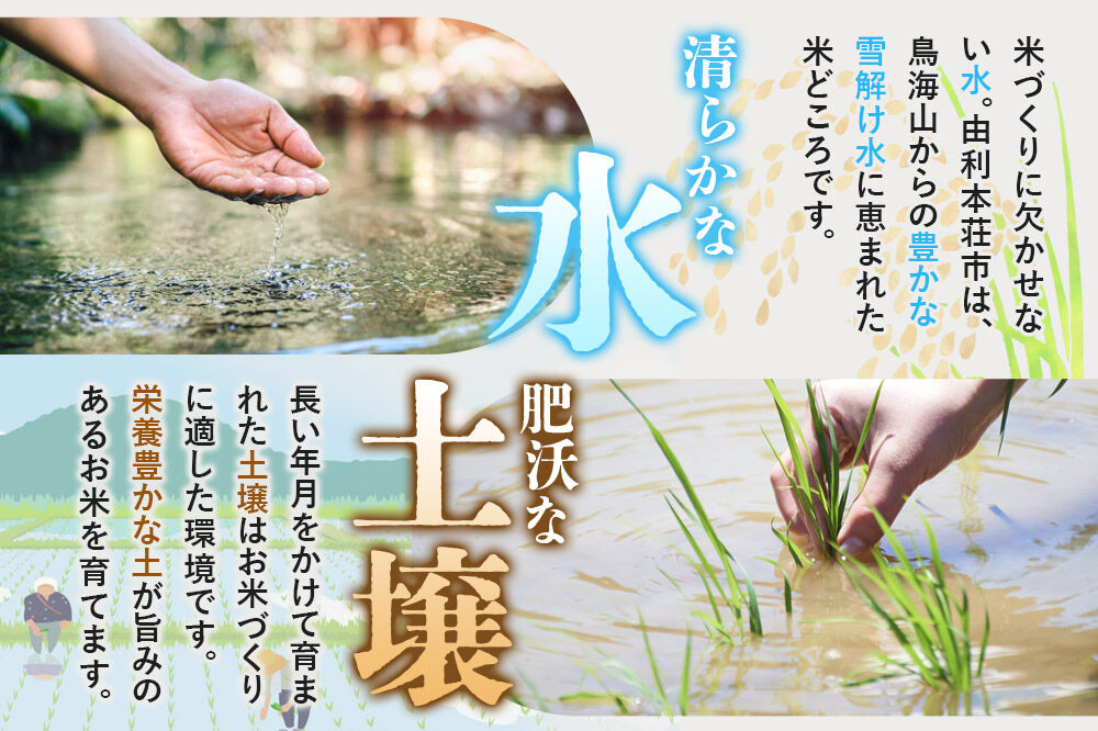 《令和8年産 新米受付》《定期便2ヶ月》【白米】極上秋田銘柄米 ひとめぼれ 10kg（5kg×2袋） [新米受付 米 お米 こめ 白米 精米 ひとめぼれ ブランド米 銘柄米 食卓 おにぎり 秋田県産 秋田県 由利本荘市]