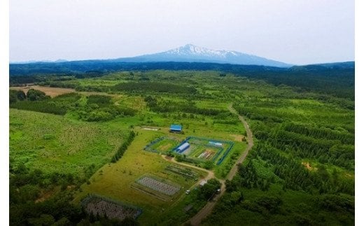 ラズベリータルト 自家栽培 １ホール(直径19cm)