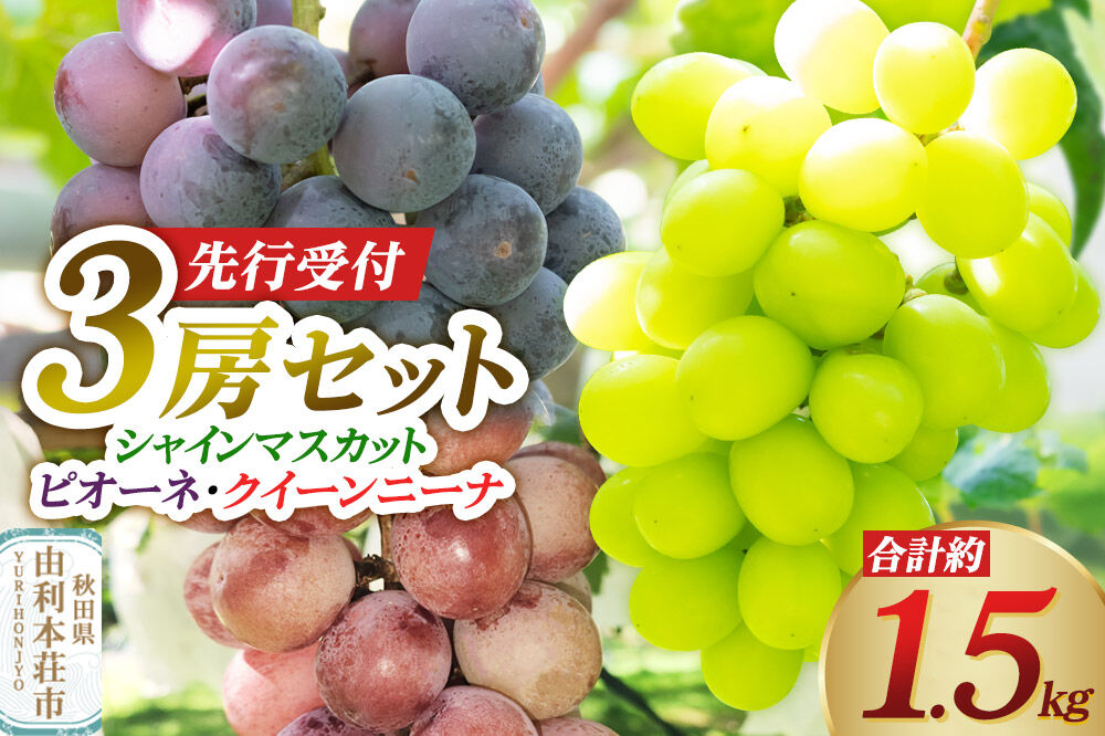 《先行受付》シャインマスカット・ピオーネ・クイーンニーナ 3房セット（合計約1.5kg）秋田県 由利本荘市産 八紘園 [葡萄 ブドウ ぶどう フルーツ 果物 スイーツ 食べ比べ セット シャインマスカット ピオーネ クイーンニーナ みずみずしい 芳醇な香り]
