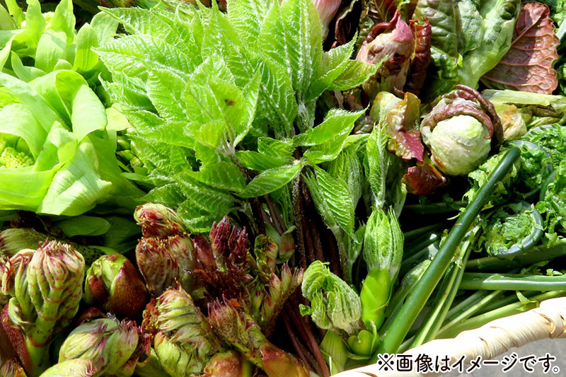 由利鉄社員の採った山菜　400g以上
