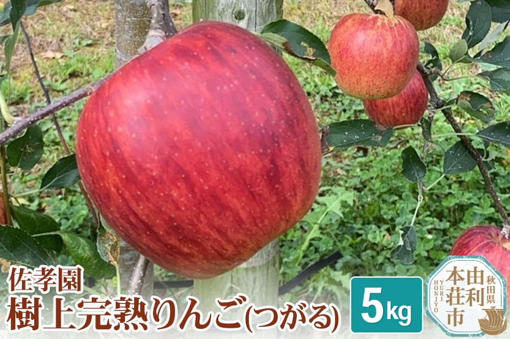 佐孝園の樹上完熟りんご(つがる) 5kg