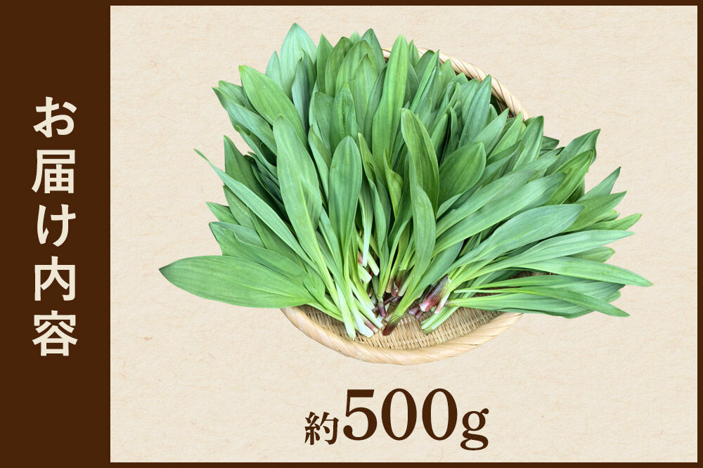 《先行受付》行者ニンニク 約500g [山菜 行者にんにく 自然栽培 野菜 天然 天然山菜 国産 先行予約 秋田熊の子山菜便 秋田県産]