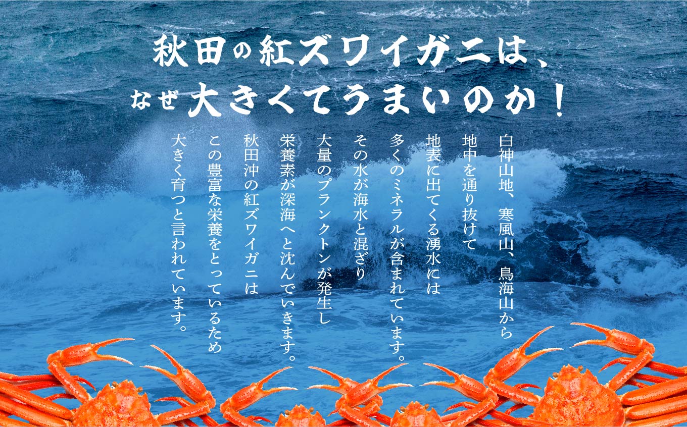 《3月初旬より順次配送》 日本海沖産 紅ズワイガニ600g前後×2匹 約1.2kg/冷蔵　　冷蔵 ズワイガニ 2匹 約 1.2kg 紅ズワイガニ ベニズワイガニ ずわい ズワイ蟹 ずわいがに ずわい蟹 姿 ボイル 訳あり 蟹 カニ かに 国産 蟹 不揃い 傷 緊急 カニみそ入り 潟上市