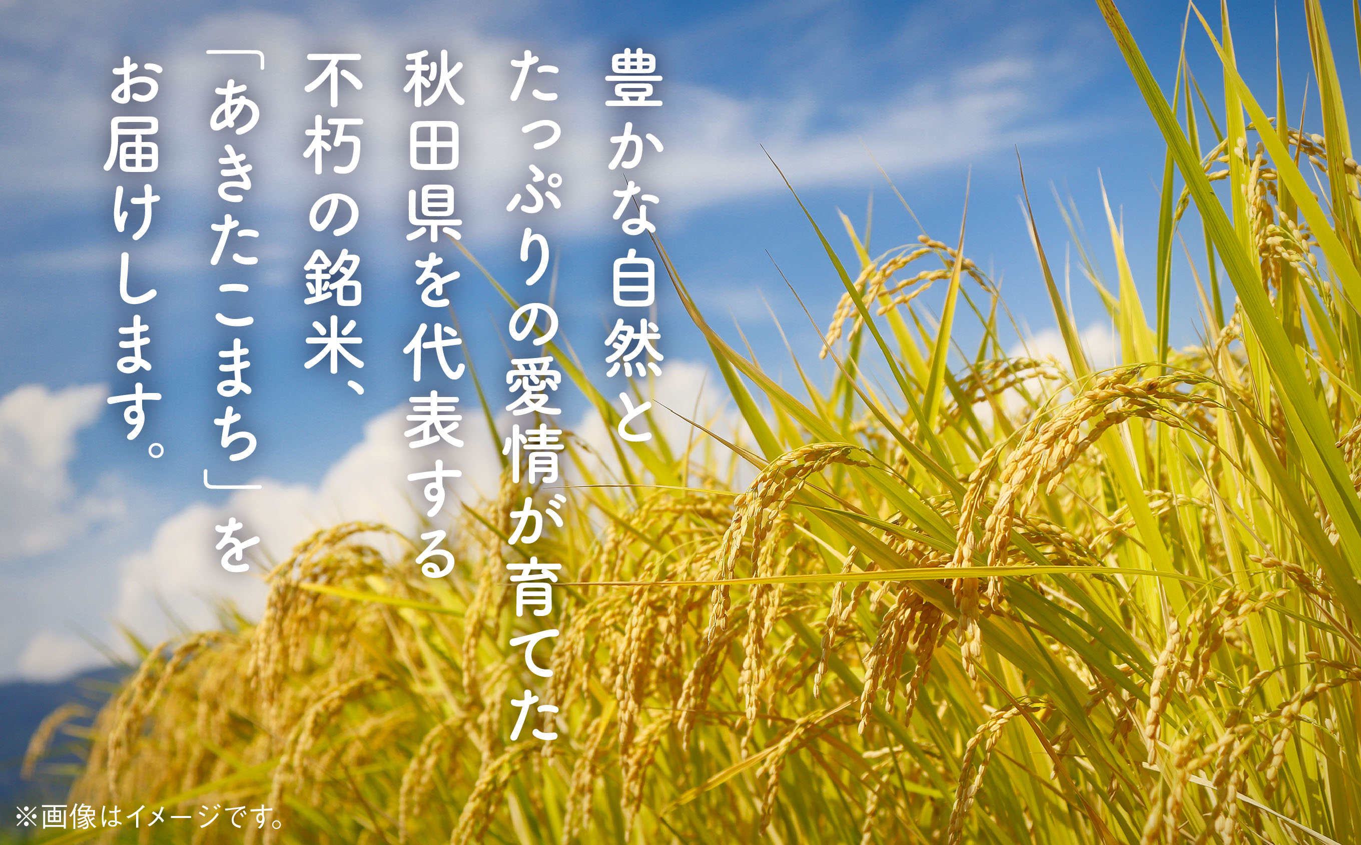 令和6年産　潟上市産あきたこまち（精米）10kg（10kg×1）