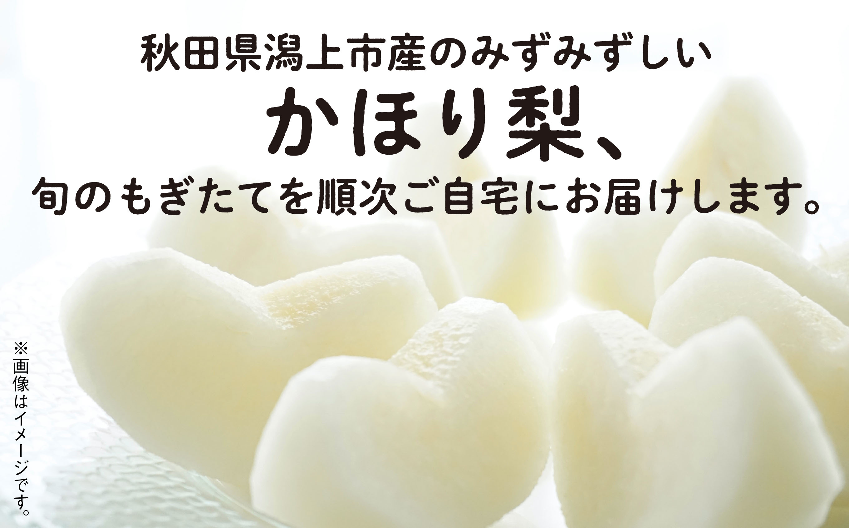 令和6年産 和梨 かほり梨 かほり 旬 甘い 大玉 800g くだもの 果物 フルーツ なし ナシ 冷蔵 グルメ 訳あり わけあり 人気 おすすめ ランキング 故郷 ふるさと 納税 秋田 秋田県 潟上 潟上市