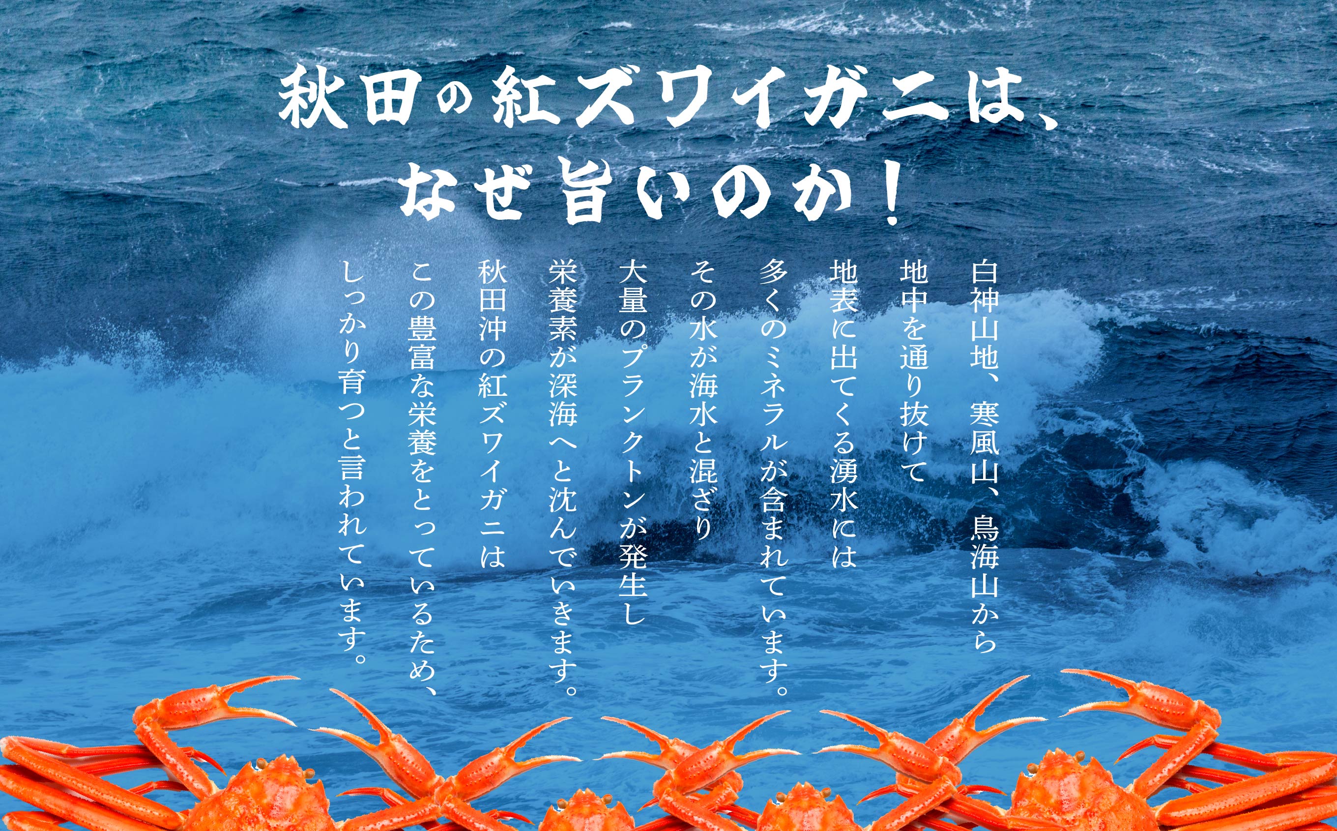 《3月初旬より順次配送》【訳あり】日本海沖産　紅ズワイガニ 約3kg/冷蔵　　冷蔵 ズワイガニ 約 3kg 紅ズワイガニ ベニズワイガニ ずわい ズワイ蟹 ずわいがに ずわい蟹 姿 ボイル 訳あり 蟹 カニ かに 国産 蟹 不揃い 傷 緊急 カニみそ入り 潟上市