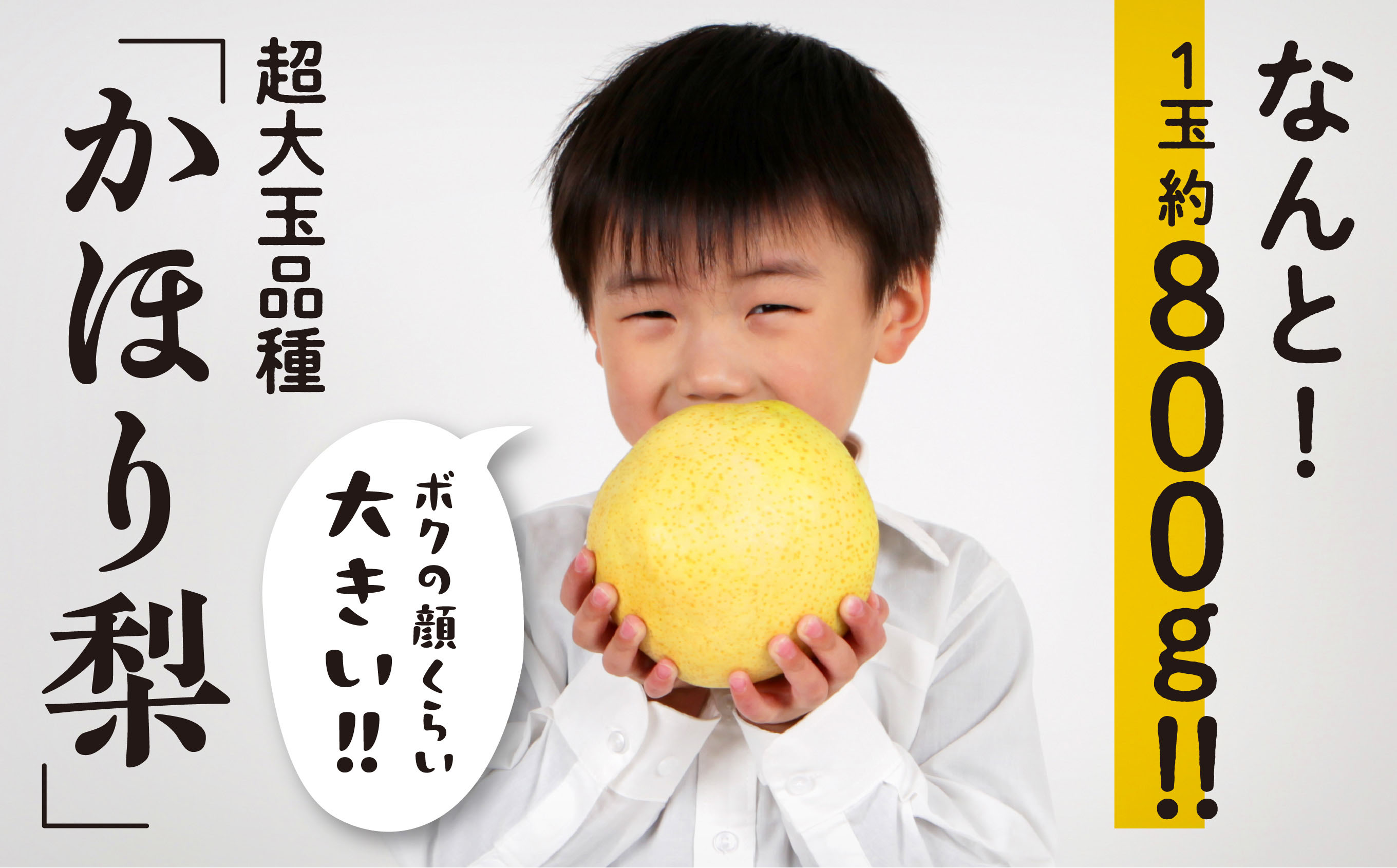 令和6年産 和梨 かほり梨 かほり 旬 甘い 大玉 800g くだもの 果物 フルーツ なし ナシ 冷蔵 グルメ 訳あり わけあり 人気 おすすめ ランキング 故郷 ふるさと 納税 秋田 秋田県 潟上 潟上市