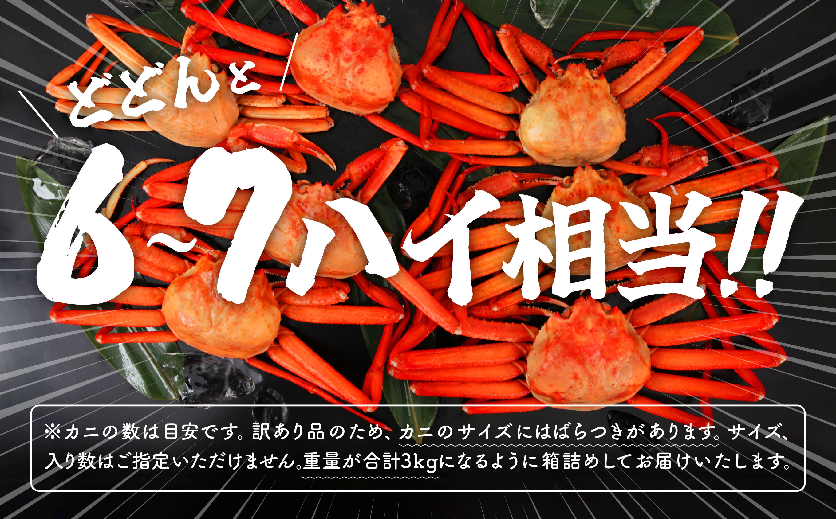 《3月初旬より順次配送》【訳あり】日本海沖産　紅ズワイガニ 約3kg/冷蔵　　冷蔵 ズワイガニ 約 3kg 紅ズワイガニ ベニズワイガニ ずわい ズワイ蟹 ずわいがに ずわい蟹 姿 ボイル 訳あり 蟹 カニ かに 国産 蟹 不揃い 傷 緊急 カニみそ入り 潟上市