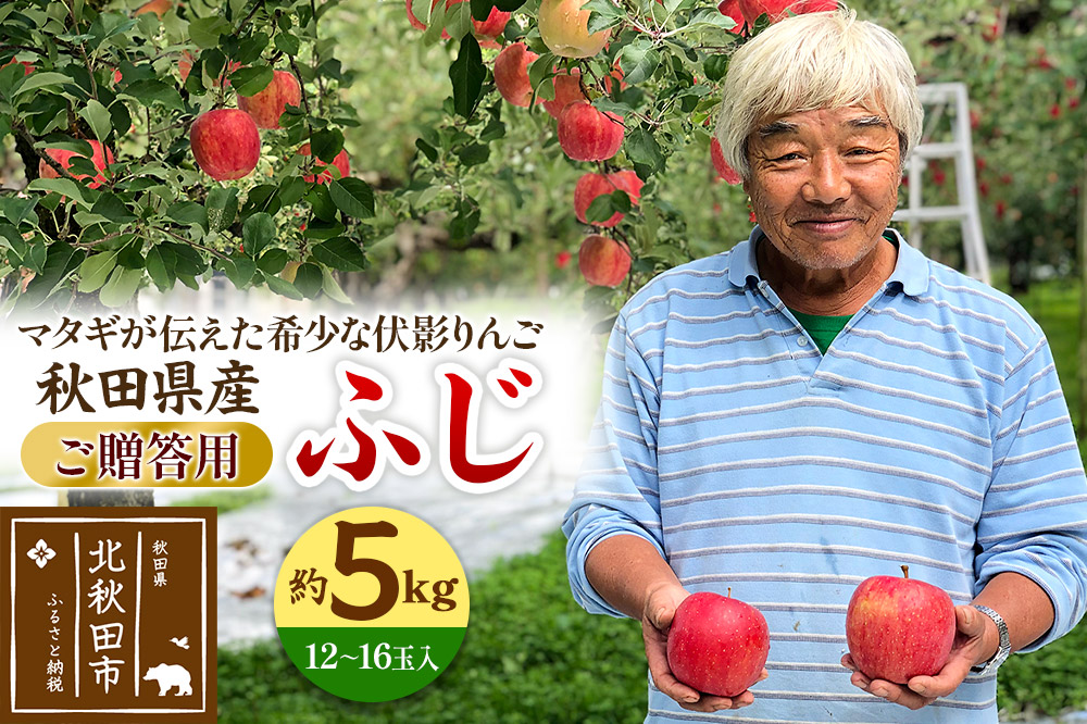 りんご ふじ（ご贈答用）約5kg (12〜16玉入) 伊東さんの「伏影りんご」 令和7年産 秋田県産 個数限定 リンゴ マタギのりんご