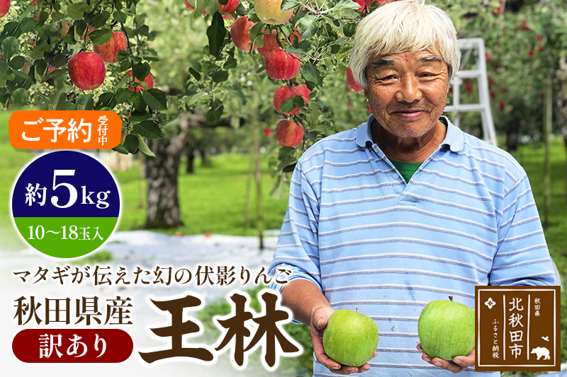 ＜先行予約＞りんご 王林（訳あり）約5kg (10〜18玉入) 伊東さんの「伏影りんご」 令和6年産 秋田県産 個数限定 リンゴ マタギのりんご