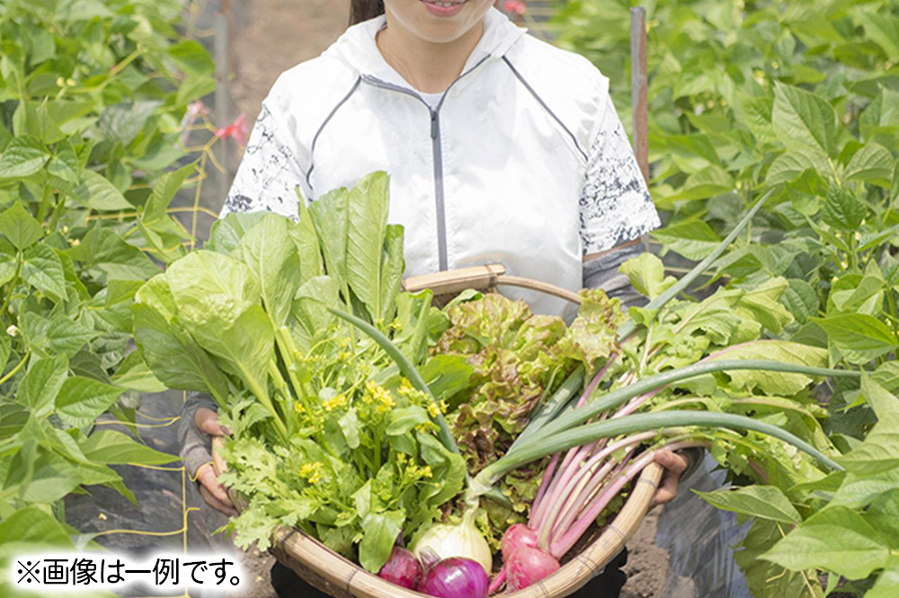 ふかさわファーム 季節の野菜セット