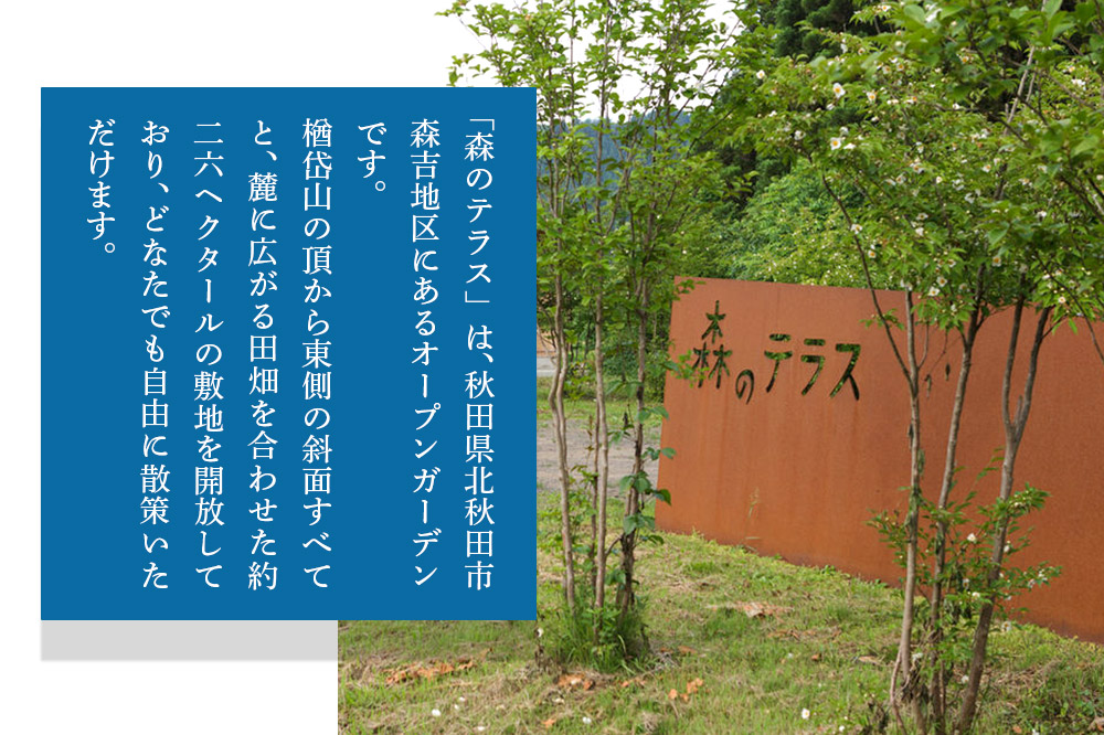 宿泊 森のテラス 宿泊プラン（かわせみ） 森吉