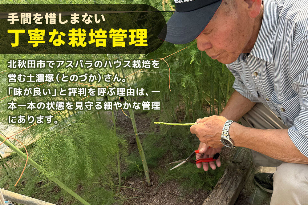 野菜 アスパラガス 北秋田市産 アスパラ 約1kg M〜Lのサイズミックス [新鮮 冷蔵 産直 北秋田市産 M L サイズミックス グリーンアスパラ サラダ]