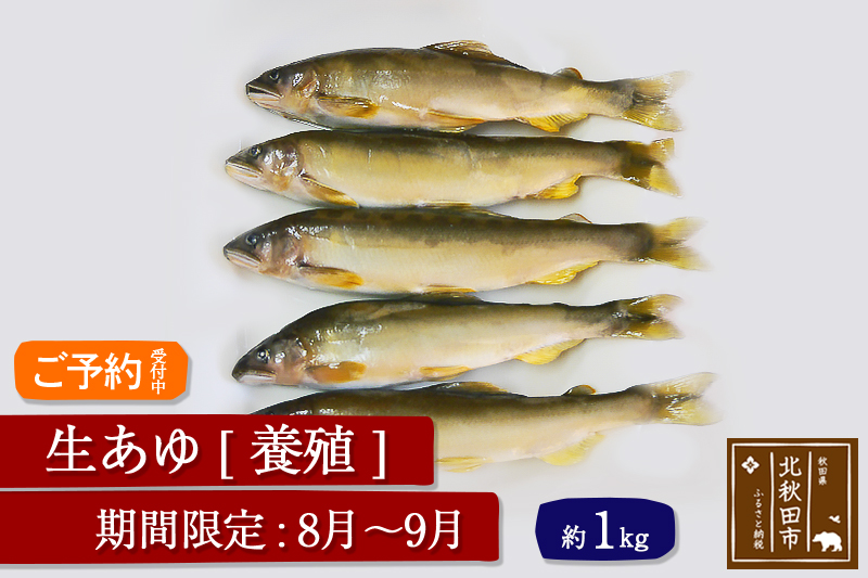 生あゆ 養殖 1kg（発送時期 8月〜9月）