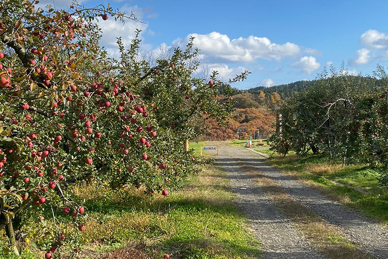 秋田県産 紅あかり りんご 約10kg （ご家庭用）リンゴ【12月上旬〜12月末まで順次発送】