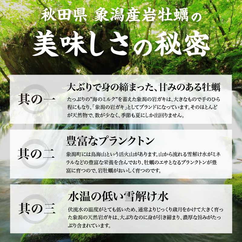 先行予約 秋田の肉厚な天然岩牡蠣（岩ガキ 12個以上）ナイフ無し かき カキ 秋田県 にかほ市産 天然 岩牡蠣  殻付 牡蠣 海産物 魚介類 海鮮