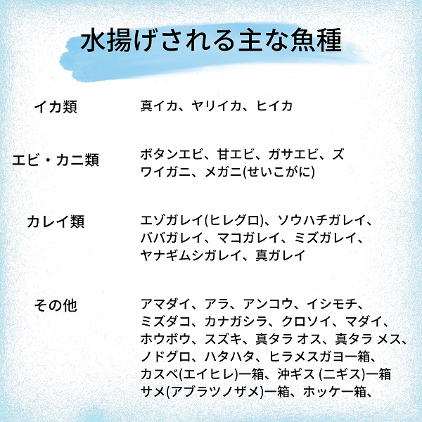 えっこ船長にお任せ！獲れたて鮮魚セット 3～5種類 約1kg（鮮魚 詰合せ ボックス）