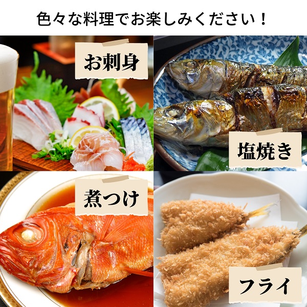 えっこ船長にお任せ！獲れたて鮮魚セット 3～5種類 約1kg（鮮魚 詰合せ ボックス）