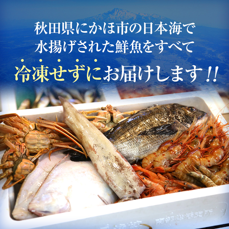 発送メールのみ 日本海の鮮魚詰め合わせ（4～5人前 下処理済み 切り身 魚介 セット）