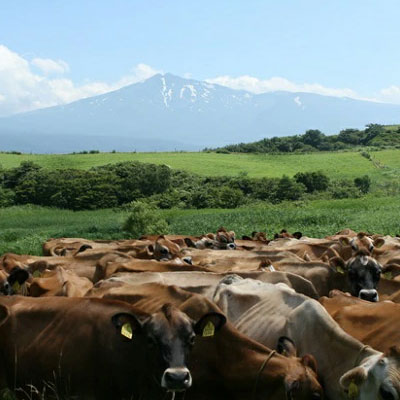 土田牧場 砂糖不使用 のむヨーグルト 900ml×1本 「生菌ヨーグルト」（飲む ヨーグルト 健康 栄養 豊富） 乳飲料 ドリンク ジャージー生菌ヨーグルト 飲むヨーグルト 乳製品 