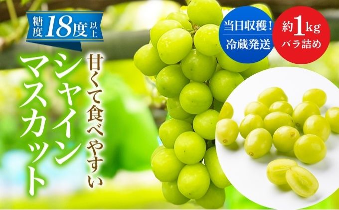 先行予約 甘く食べやすい シャインマスカット 粒 バラ詰め 約1kg＜出荷時期：2024年9月下旬～10月上旬ごろ＞数量限定 期間限定 果物 フルーツ ぶどう ブドウ マスカット