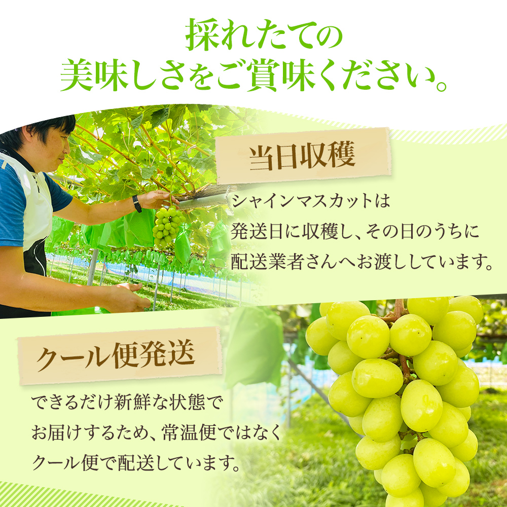 先行予約 甘く食べやすい シャインマスカット 粒 バラ詰め 約1kg＜出荷時期：2024年9月下旬～10月上旬ごろ＞数量限定 期間限定 果物 フルーツ ぶどう ブドウ マスカット