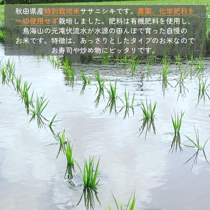 【令和6年産新米予約】栽培期間中 農薬・化学肥料不使用【玄米】特別栽培米ササニシキ2kg×1