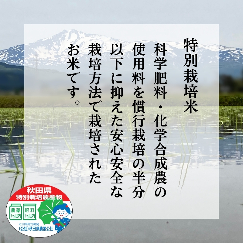 《定期便》令和6年産 新米 11月から発送 特別栽培米 鰰米 コシヒカリ にかほ 精米 10kg 6ヶ月連続お届け 計60kg