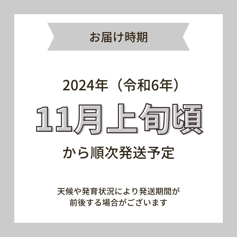 《定期便》令和6年産 新米 11月から発送 特別栽培米 鰰米 コシヒカリ にかほ 精米 10kg 12ヶ月連続お届け 計120kg