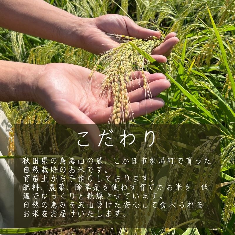 ヤマチョウのごはん パックご飯 玄米 黒米ブレンドごはん 200g×10個セット 秋田県産