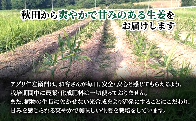 【先行予約 2025年10月から発送予定】新生姜1kg 秋田県 にかほ市産 