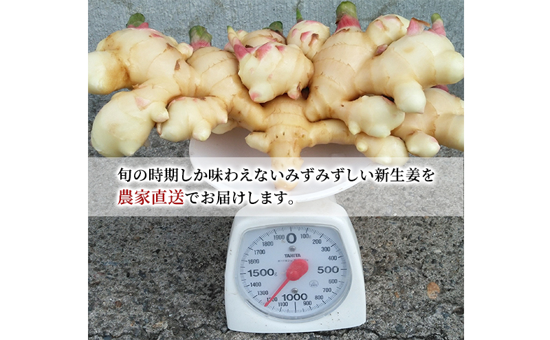 【先行予約 2025年10月から発送予定】新生姜1.2kg 秋田県 にかほ市産 