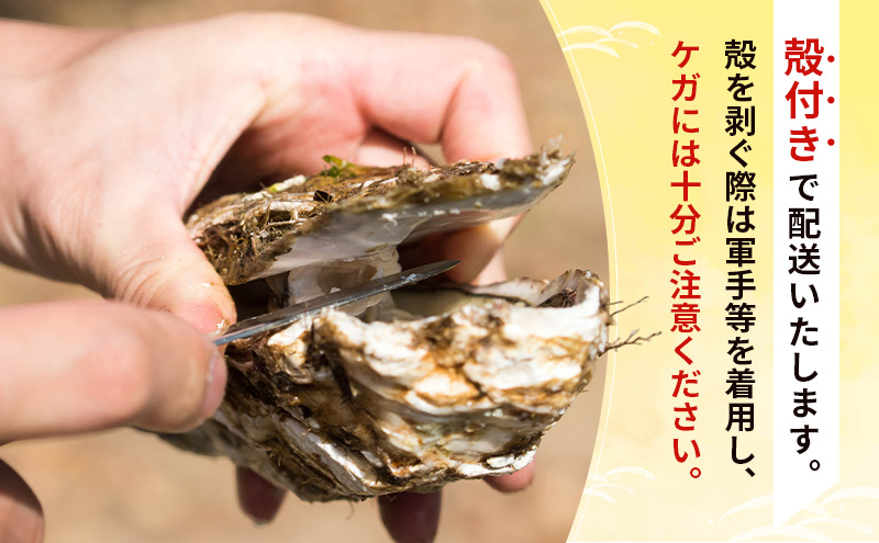 【先行予約 7月上旬～下旬発送予定】象潟産 天然岩牡蠣　13～15個 ナイフ無【牡蠣 夏牡蠣 かき 象潟 生食可 魚介類 海鮮　海産物 海の幸】　