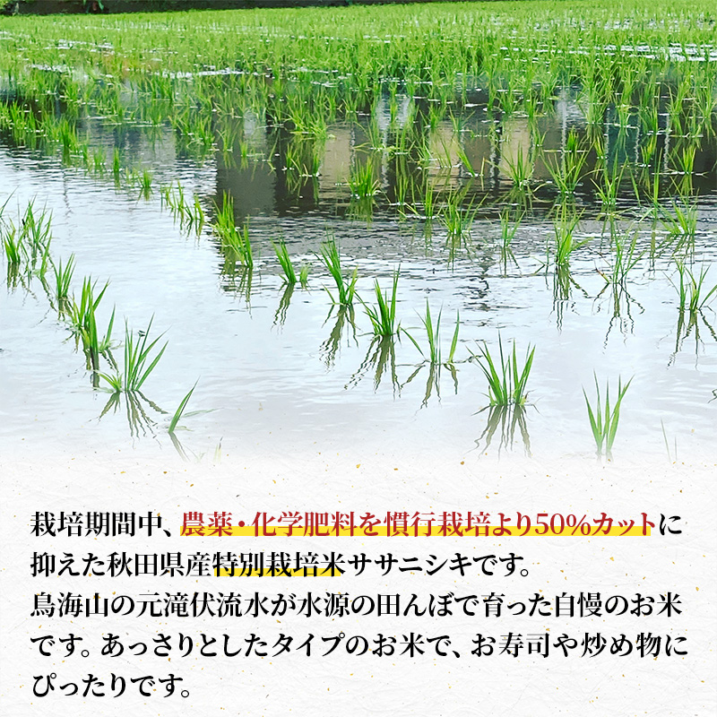 縲蝉サ、蜥8蟷エ逕」 譁ー邀ウ莠育エ縲代千┌豢礼アウ縲醍ァ狗伐逵檎肇迚ケ蛻・譬ス蝓ケ邀ウ繧オ繧オ繝九す繧ュ5kgテ1陲 譁ー邀ウ 縺顔アウ 縺翫%繧 邊セ邀ウ迚ケ蛻・譬ス蝓ケ邀ウ