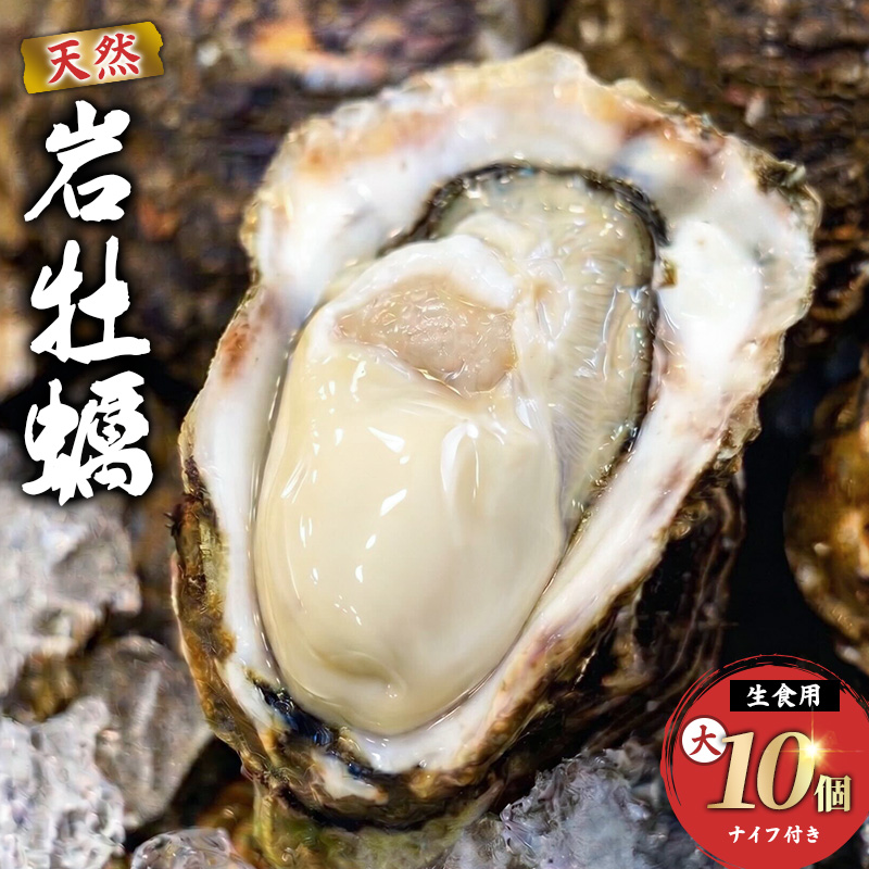 《ナイフ付》 生食用 殻付き 象潟産 天然 岩牡蠣 10個 約3kg 300～400g/個 直径10cm 岩ガキ 冷蔵 濃厚 新鮮 殻剥きナイフ付 贈り物 ギフト お取り寄せ 日本海 産地直送 秋田県 にかほ市 マルイチ水産