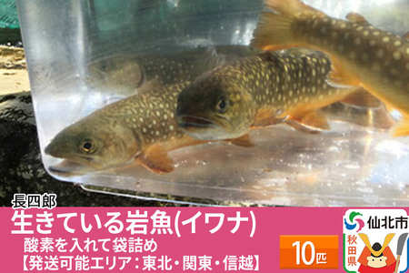 生きている岩魚（イワナ）10匹 酸素を入れて袋詰め【発送可能エリア：東北・関東・信越】 10匹
