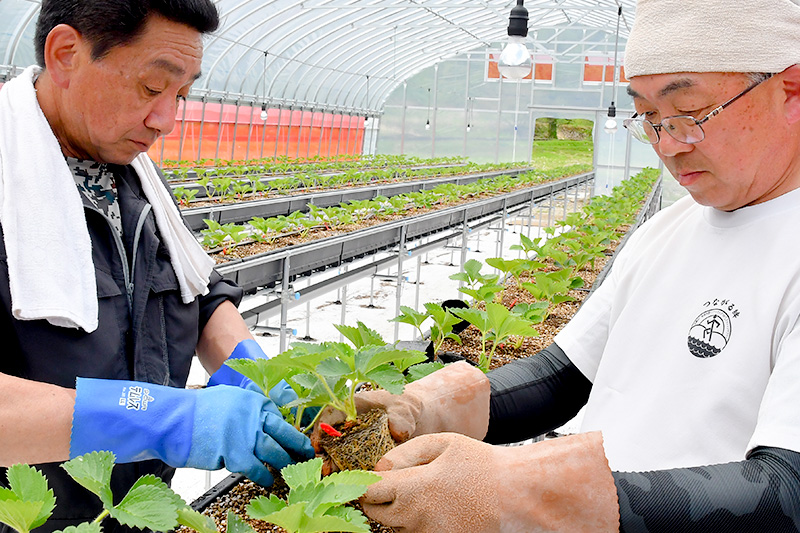 《近畿以北限定》秋田県産なつあかりの手作りジャム 200g×4個