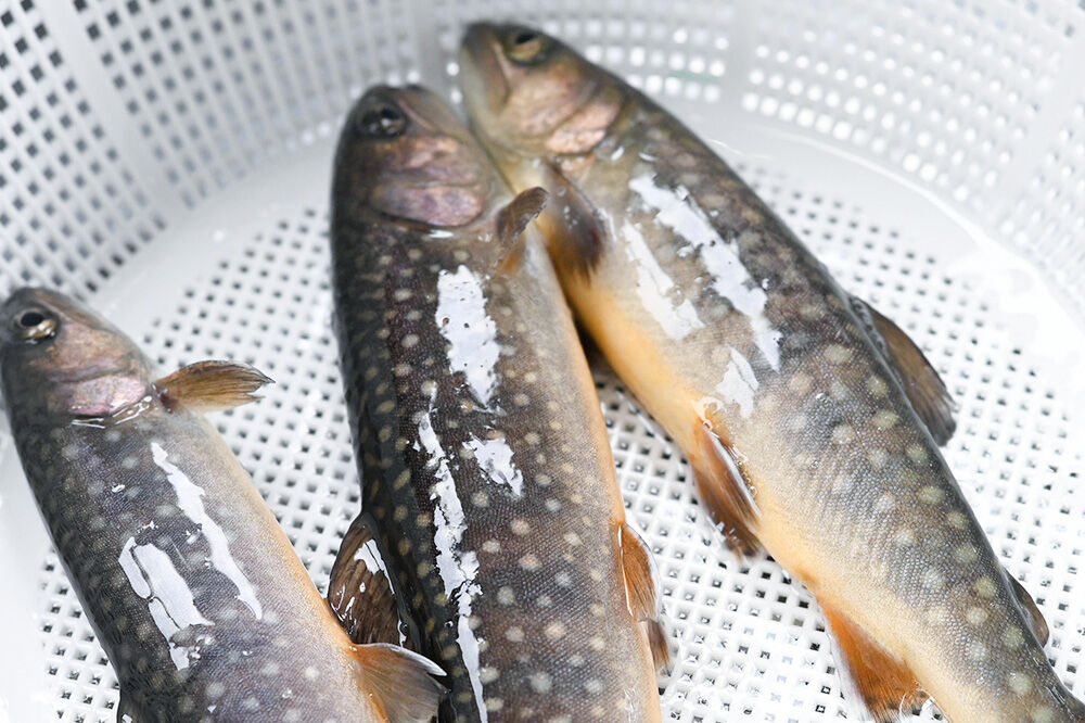岩魚（イワナ）活け〆 内臓処理済み 氷詰め 10匹 長四郎