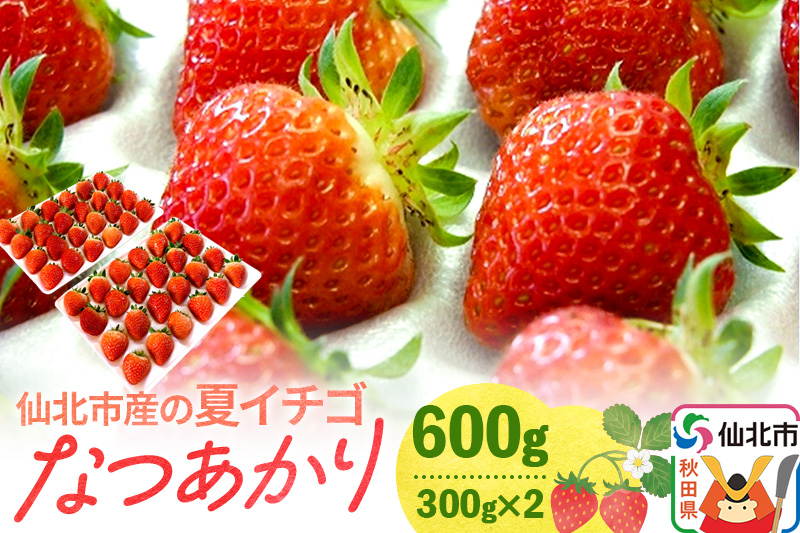 《2024年6月下旬以降発送》仙北市産の夏イチゴ なつあかり 600g（300g×2）