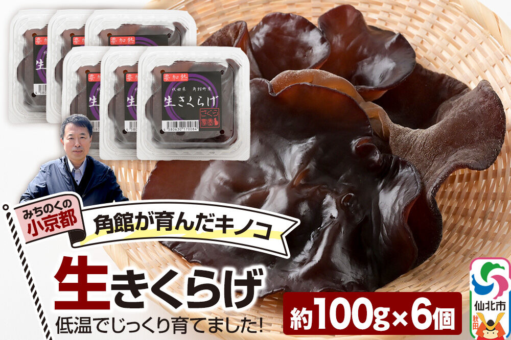 みちのくの小京都・角館が育んだ「生きくらげ」約100g×6個 [きくらげ 木耳 キクラゲ 生 肉厚 秋田県 仙北市 角館]