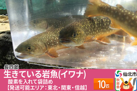 生きている岩魚（イワナ）10匹 酸素を入れて袋詰め【発送可能エリア：東北・関東・信越】