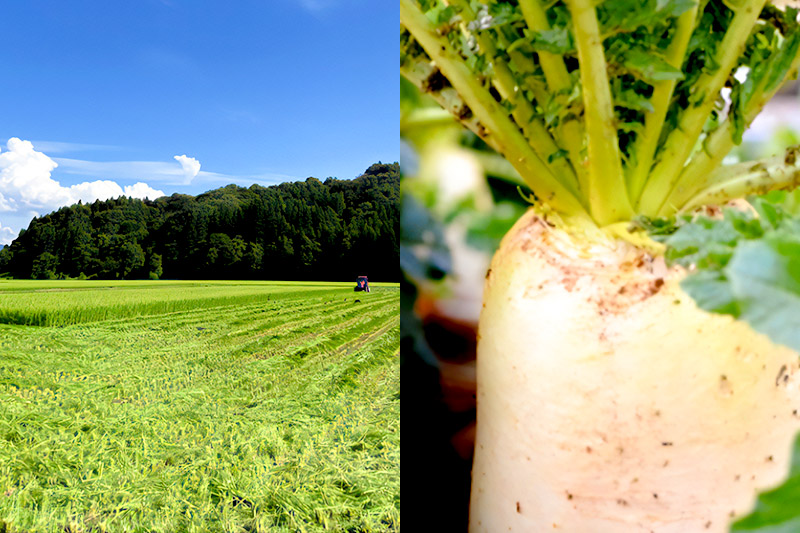 ãäºçŽåä»ã1æäžæ¬ã3æäžæ¬ã«çºé ãã¶ããã£ã ã¹ã©ã€ã¹ 150gÃ2è¢ æ ªåŒäŒç€Ÿãã£ã ã¯ããã³ãããã±ãã