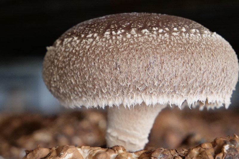 秋田県八峰町産 ブランド椎茸「黒椎茸」3個入×2パック（約540g）