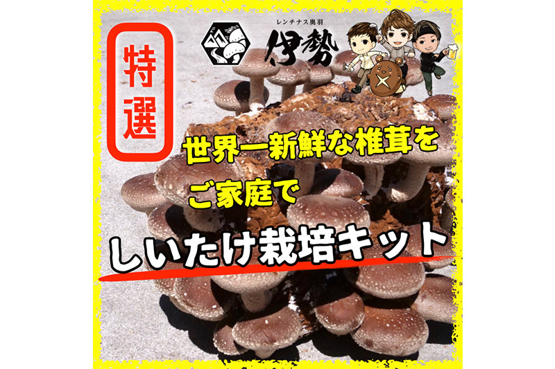 しいたけ 椎茸栽培キット「きのこ玉手箱」約3kg ブロック×1個 [椎茸 しいたけ シイタケ 栽培キット 菌床ブロック 自由研究 簡単]