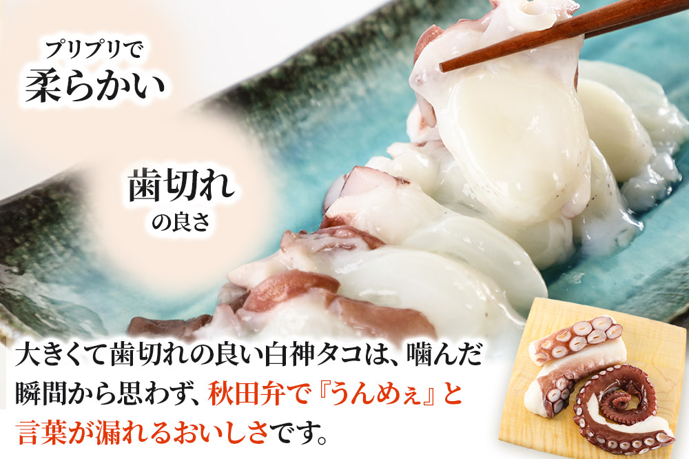 白神タコ ボイル 約1kg（2〜3パック）冷凍 秋田県八峰町沖産 [白神タコ 白神たこ 蛸 ボイル 茹でダコ 秋田県産 冷凍]