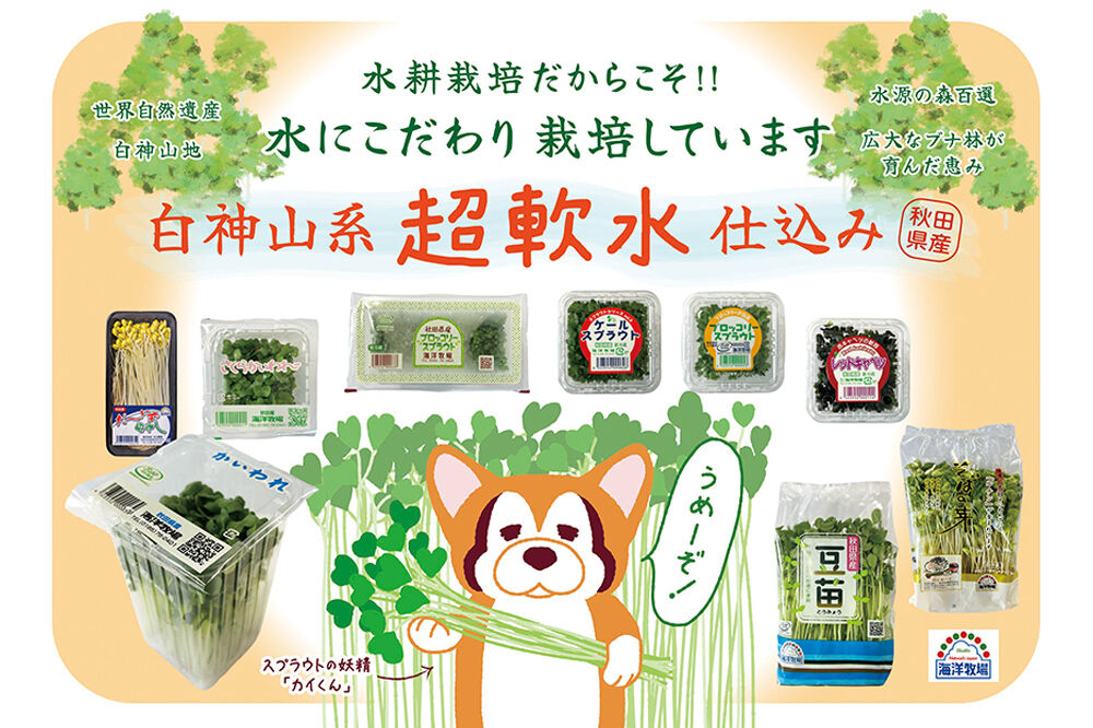 スプラウト、かいわれなど9種セット【白神山系　超軟水仕込み】　計13個 [スプラウト かいわれ カイワレ 野菜 サラダ 香草 飾り付け ベジタブル 秋田県八峰町産 国産]
