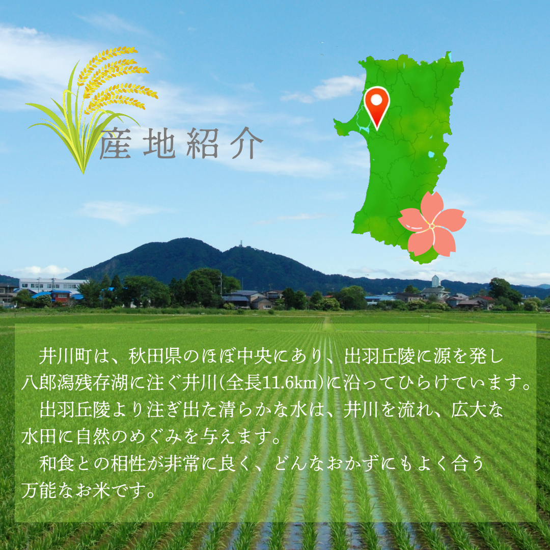 【令和６年産先行受付】【定期便】精米１０ｋｇ×６ヶ月　秋田県井川町産あきたこまち