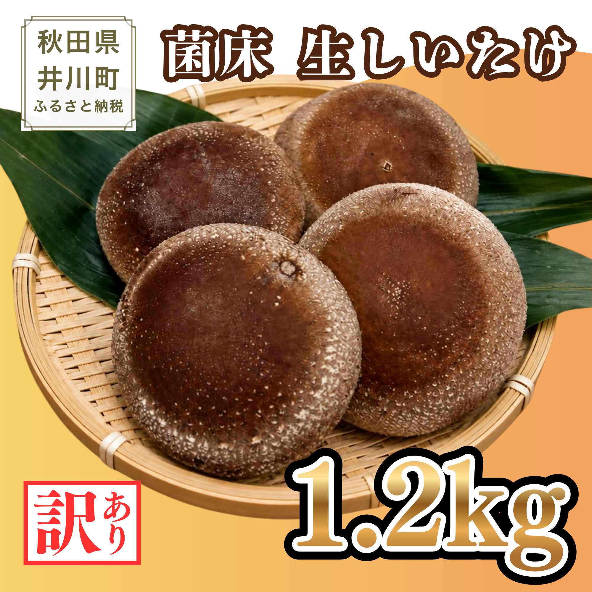 生しいたけ 1.2kg 菌床 しいたけ 訳あり