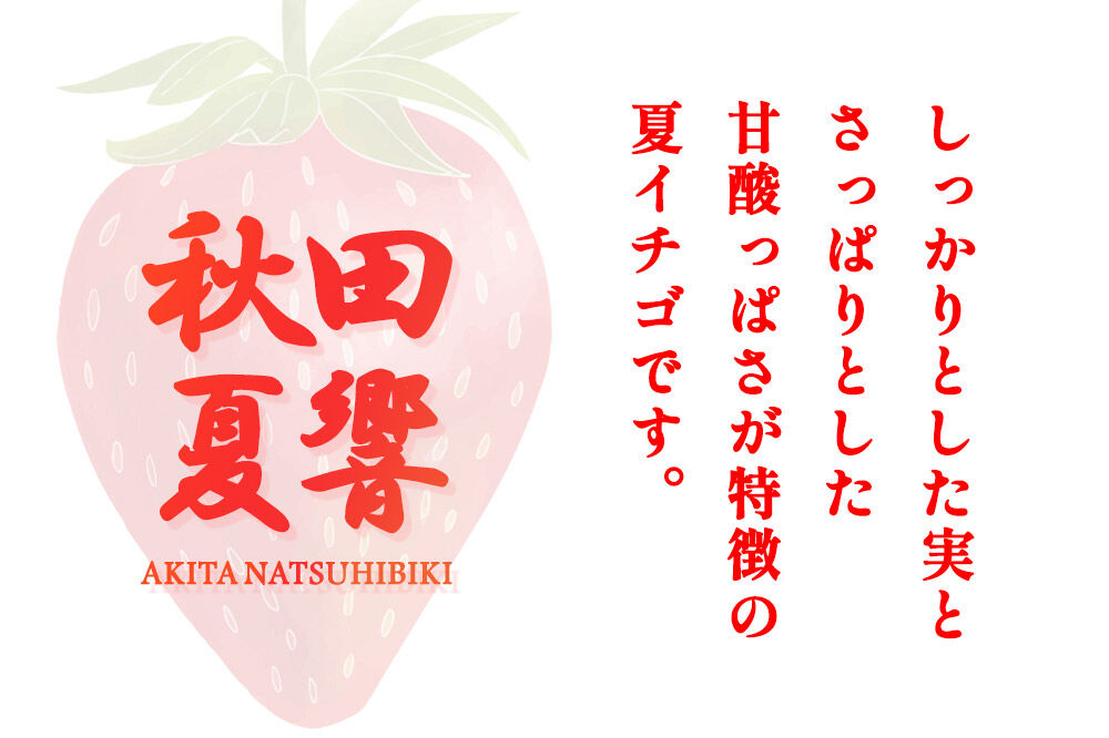 夏イチゴ「秋田夏響」 生 20〜35粒詰め合わせ×2パック  いちご 苺 なつひびき [果物 フルーツ 苺 イチゴ いちご]