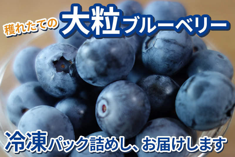 くろかわ農園 冷凍ブルーベリー 1kg（500g×2パック） 秋田県美郷町 [摘みたて ブルーベリー 新鮮 その他のフルーツの返礼品]